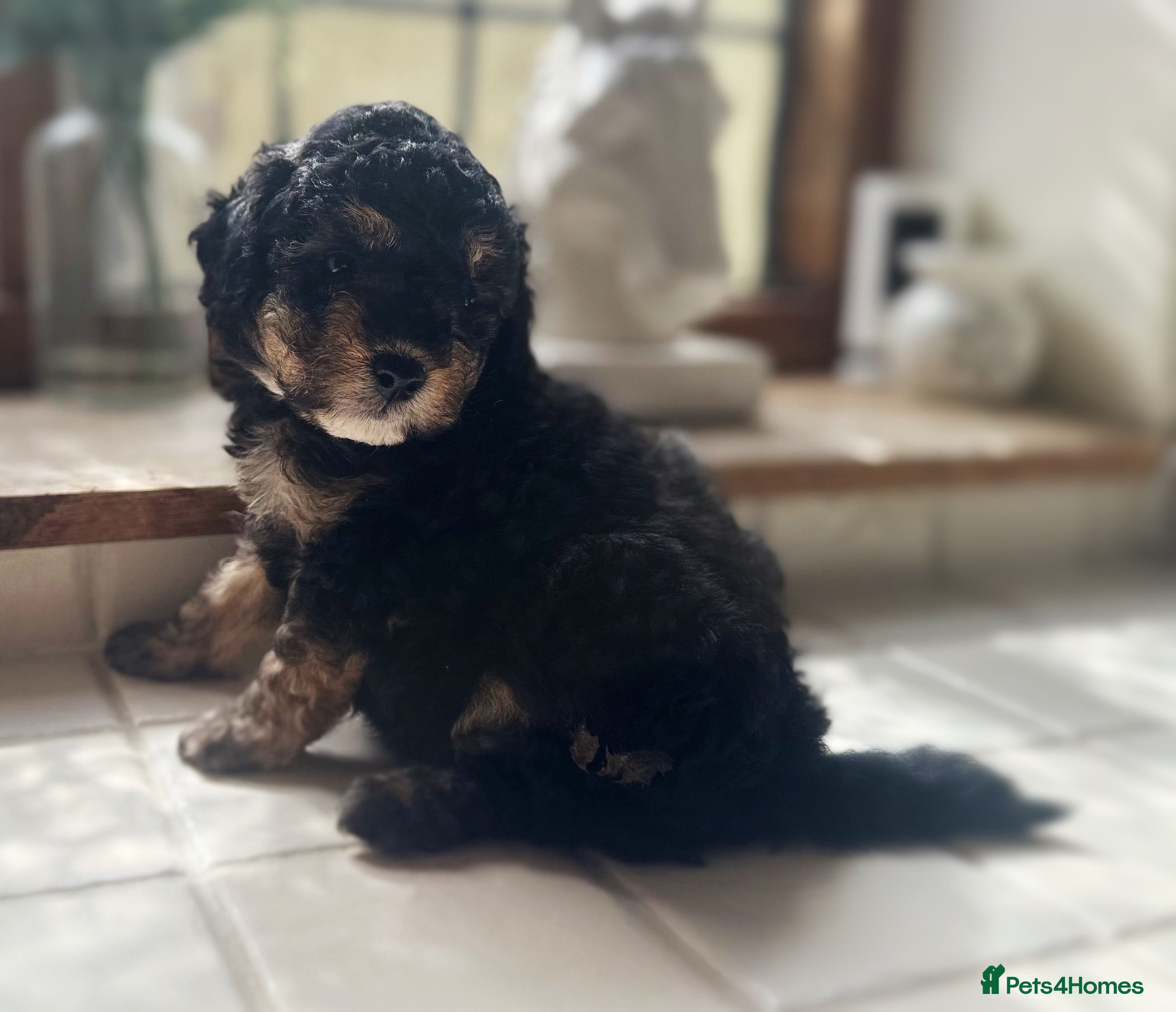 Toy Poodle dogs KC Registered Exceptional Toy Poodle Puppies - Advert 2