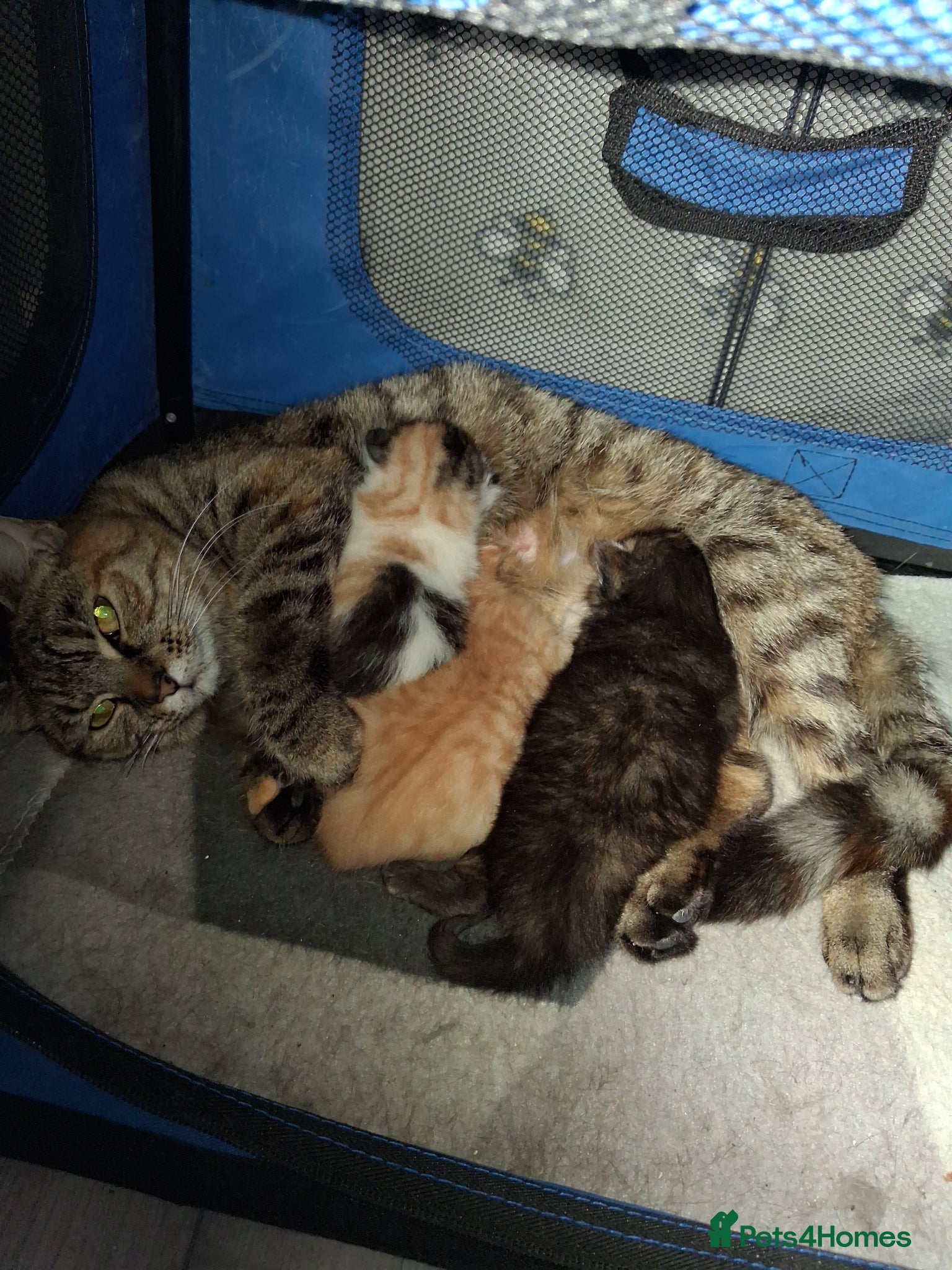 Mixed Breed cats 1 Ginger boy and 2 Girls  - Advert 1