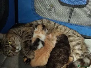 Mixed Breed cats 1 Ginger boy and 2 Girls - Advert 18