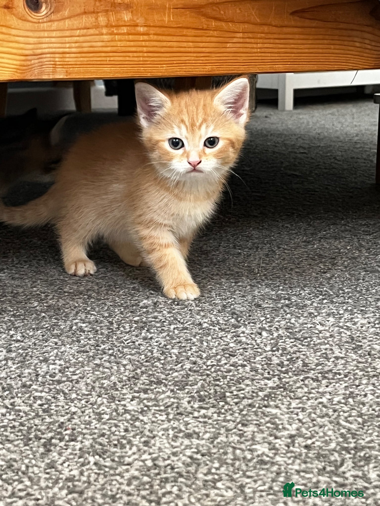 Mixed Breed cats  Super cute ginger female left.  - Advert 8