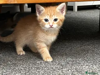 Mixed Breed cats Super cute ginger female left. - Advert 2