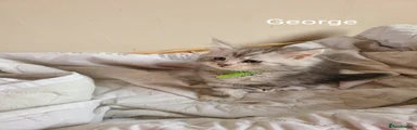 Maine Coon Kitten 1