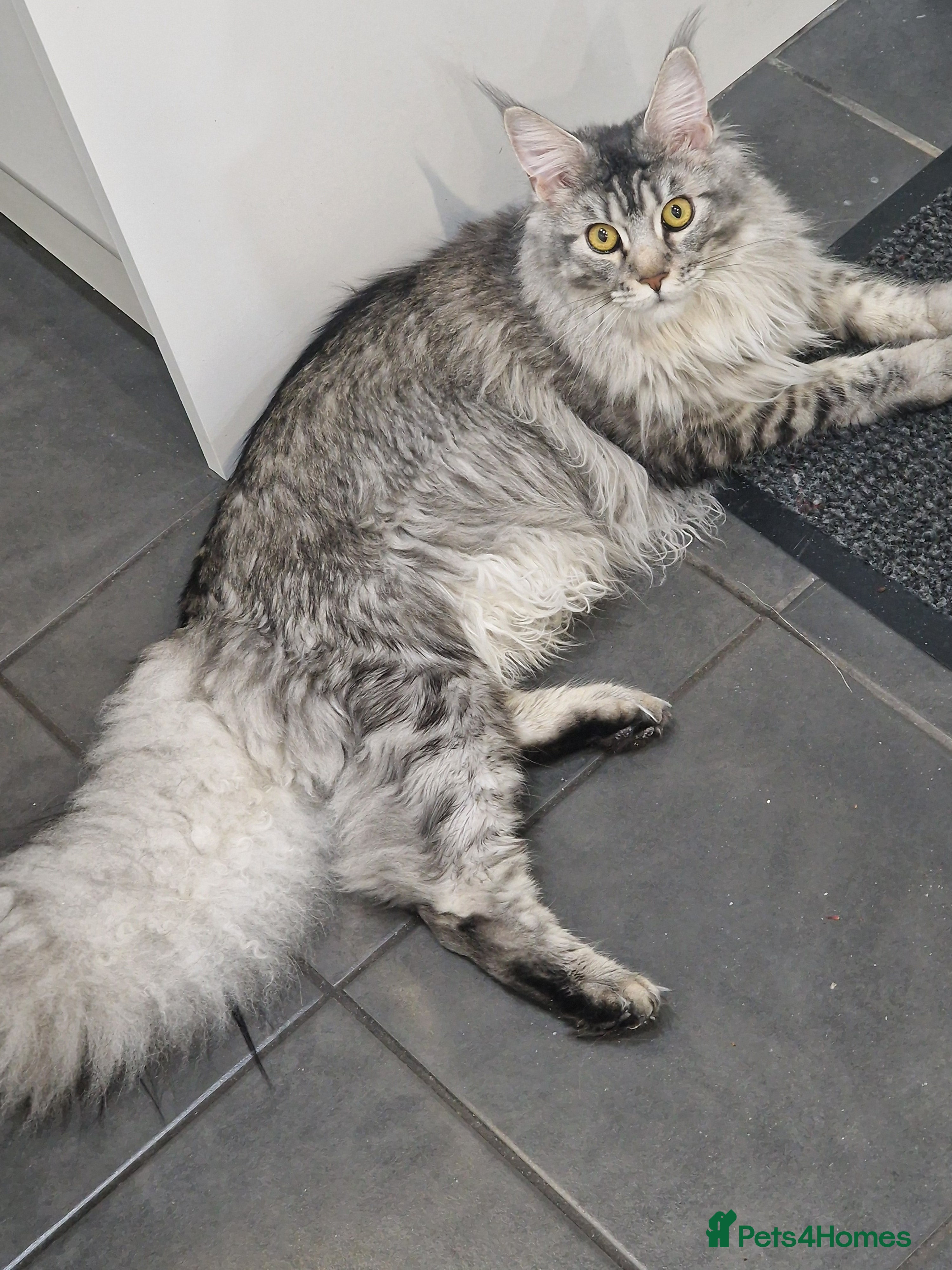 Maine Coon cats Maincoon female in Nottingham - Advert 1