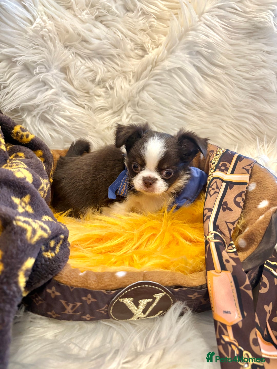 Chihuahua dogs for sale: CHIHUAHUA PUPPIES 🩵🩵 - Image 5