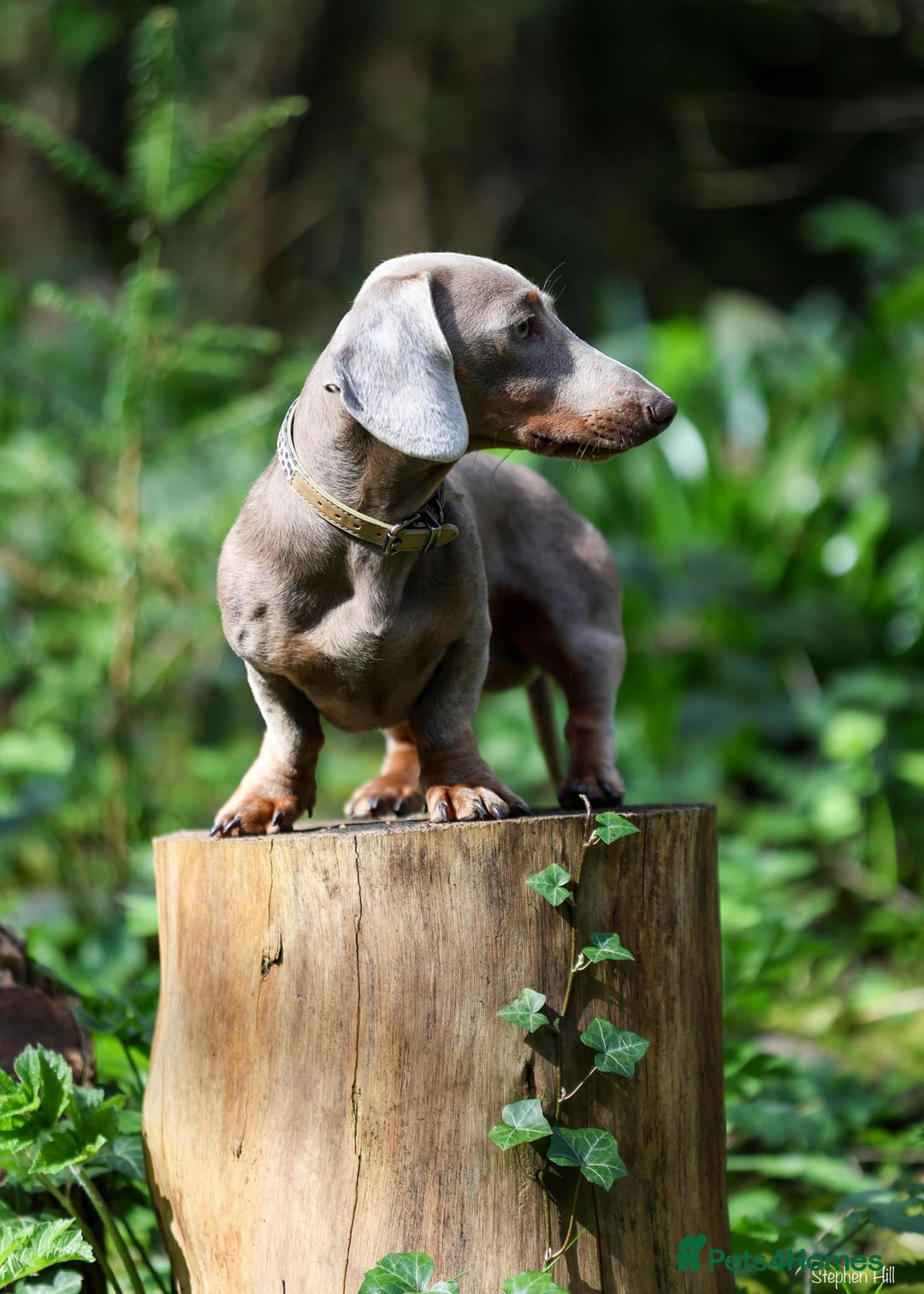 Miniature Dachshund dogs for stud: Miniature Dachshund in Burton-on-Trent - Image 2