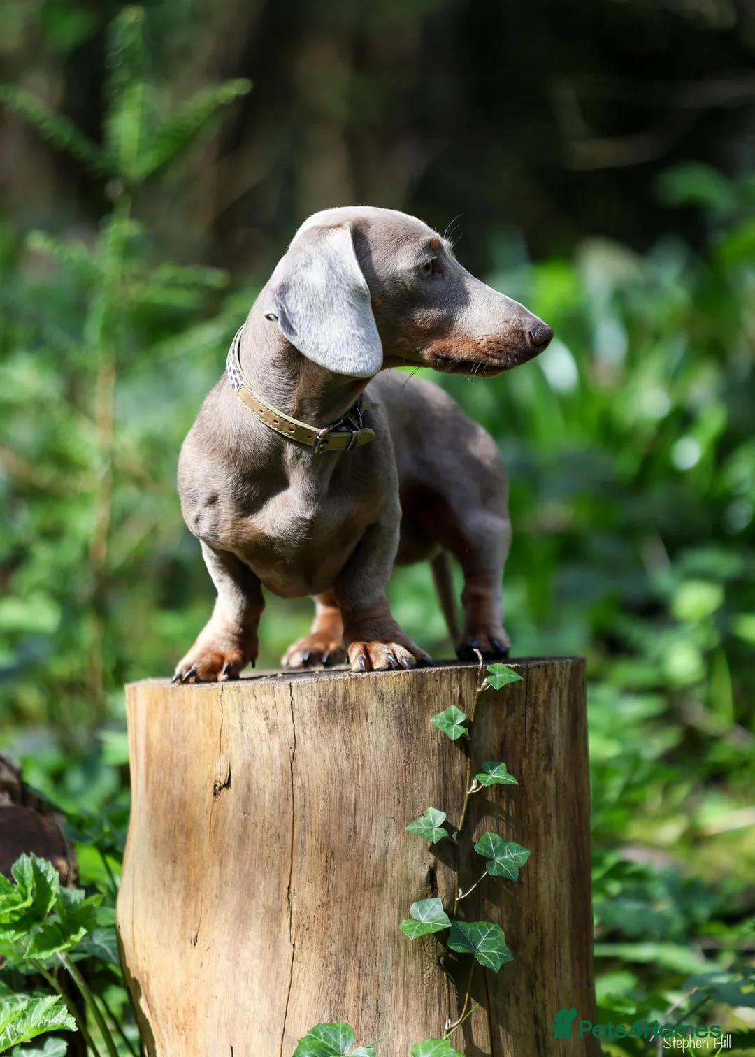 Miniature Dachshund dogs for stud: Miniature Dachshund in Burton-on-Trent - Advert 2