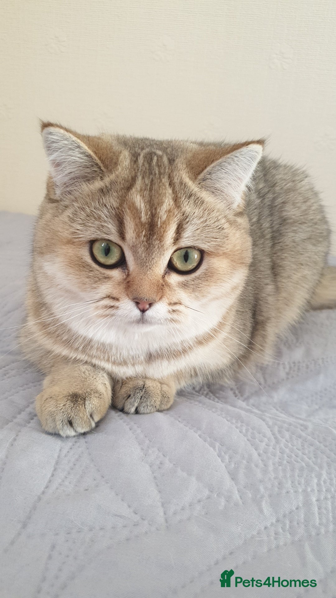 Scottish Fold cats for sale: Scottish Straight Female - Image 3