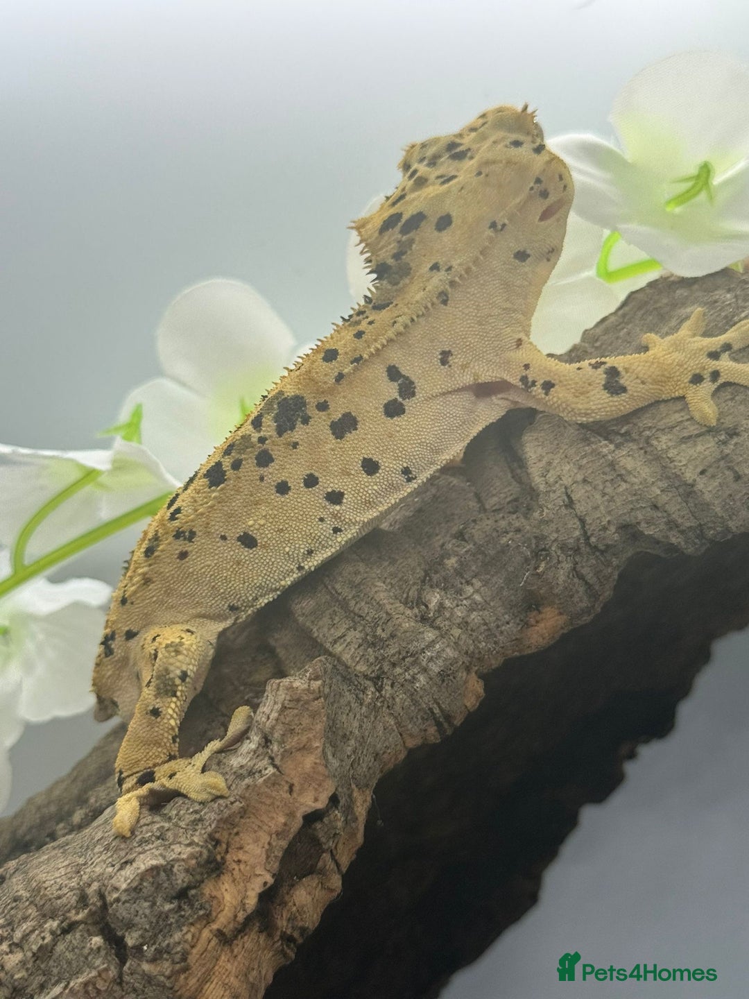 Gecko reptiles for sale: Geckos for sale.  - Image 16
