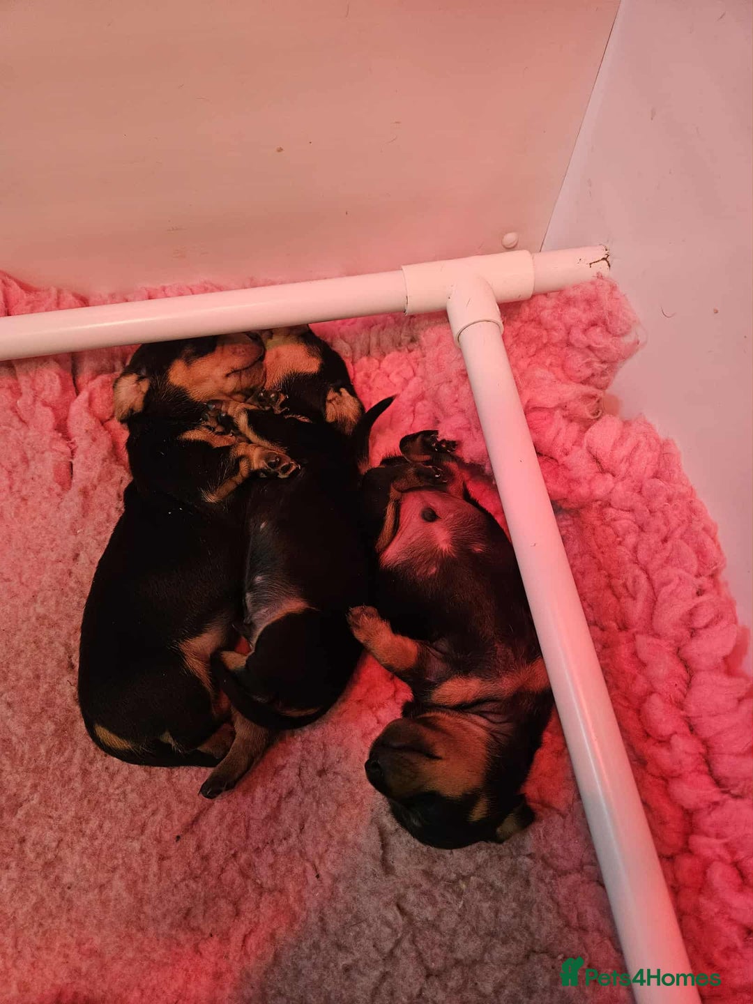 Miniature Dachshund dogs for sale: Miniature smooth haired dachshunds  - Image 16