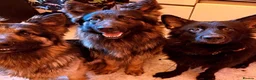 German Shepherd dogs for sale: German Shepherd for rehoming in Darwen - Advert 2