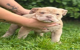 Olde English Bulldogge dogs for sale: Stunning Old English Bulldog Pups NEBBR Registered - Image 18