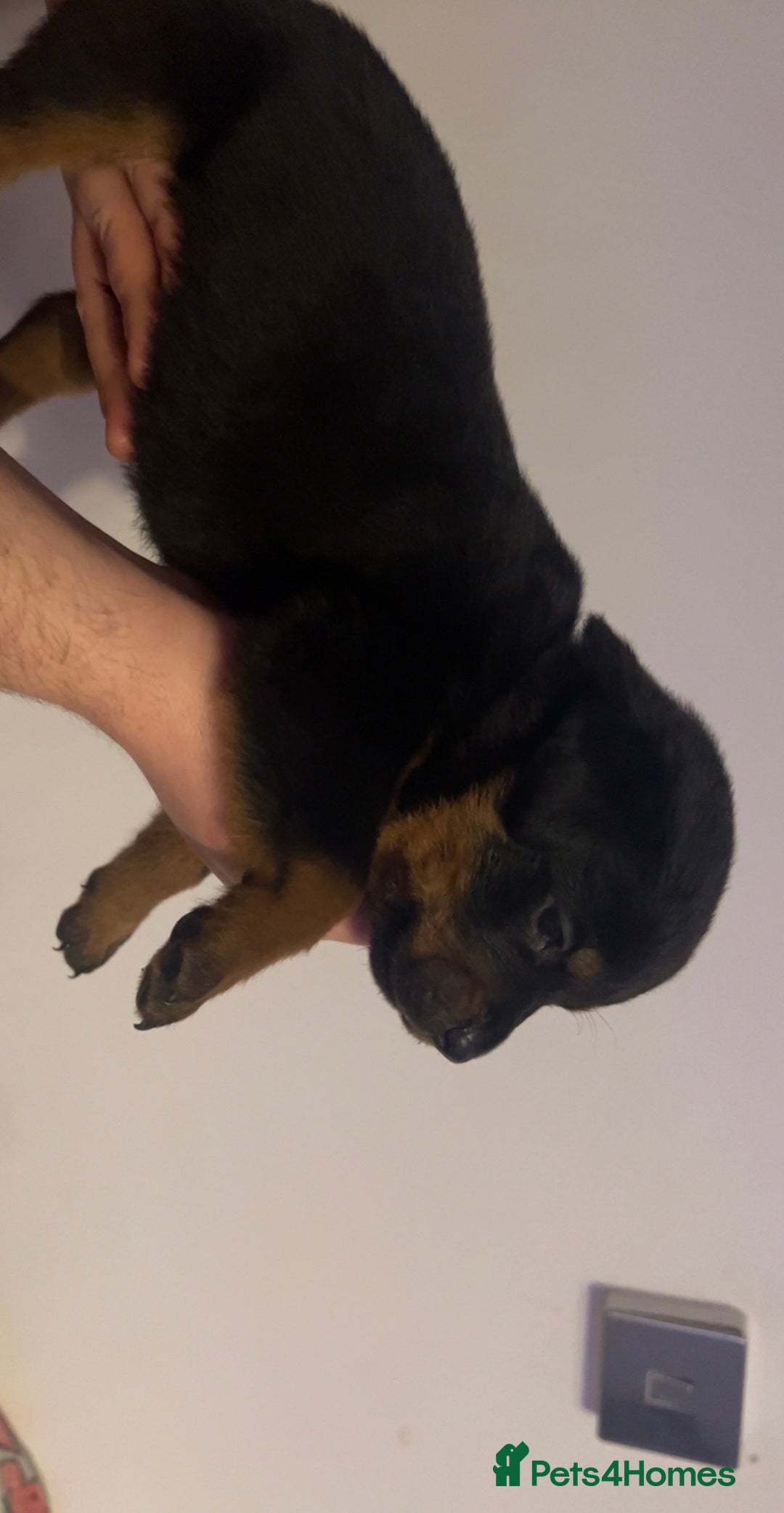 Rottweiler dogs for sale: ⭐ LAST THREE ROTTWEILER PUPPIES LEFT ⭐  - Advert 8