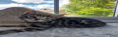 Bengal Kitten 1