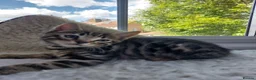 Bengal cats for sale:  Ready NOW!Mixed/x tabby/half bengal kittens💙💚🧡 - Advert 13
