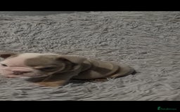 English Bulldog dogs for sale: Kc reg British bulldogs  - Image 9