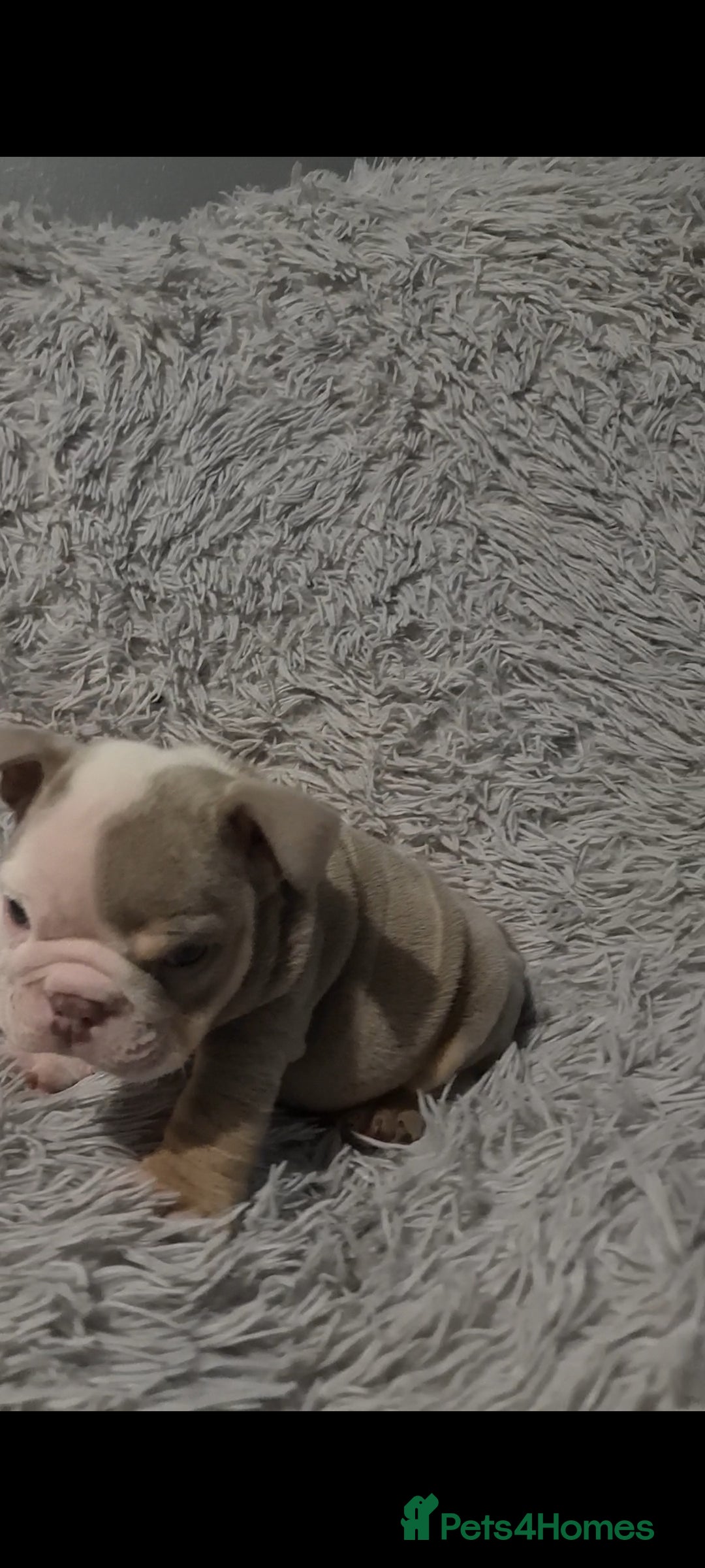 English Bulldog dogs for sale: Kc reg British bulldogs  - Image 9