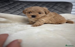 Maltipoo dogs for sale: F1 maltipoo puppies  - Image 4