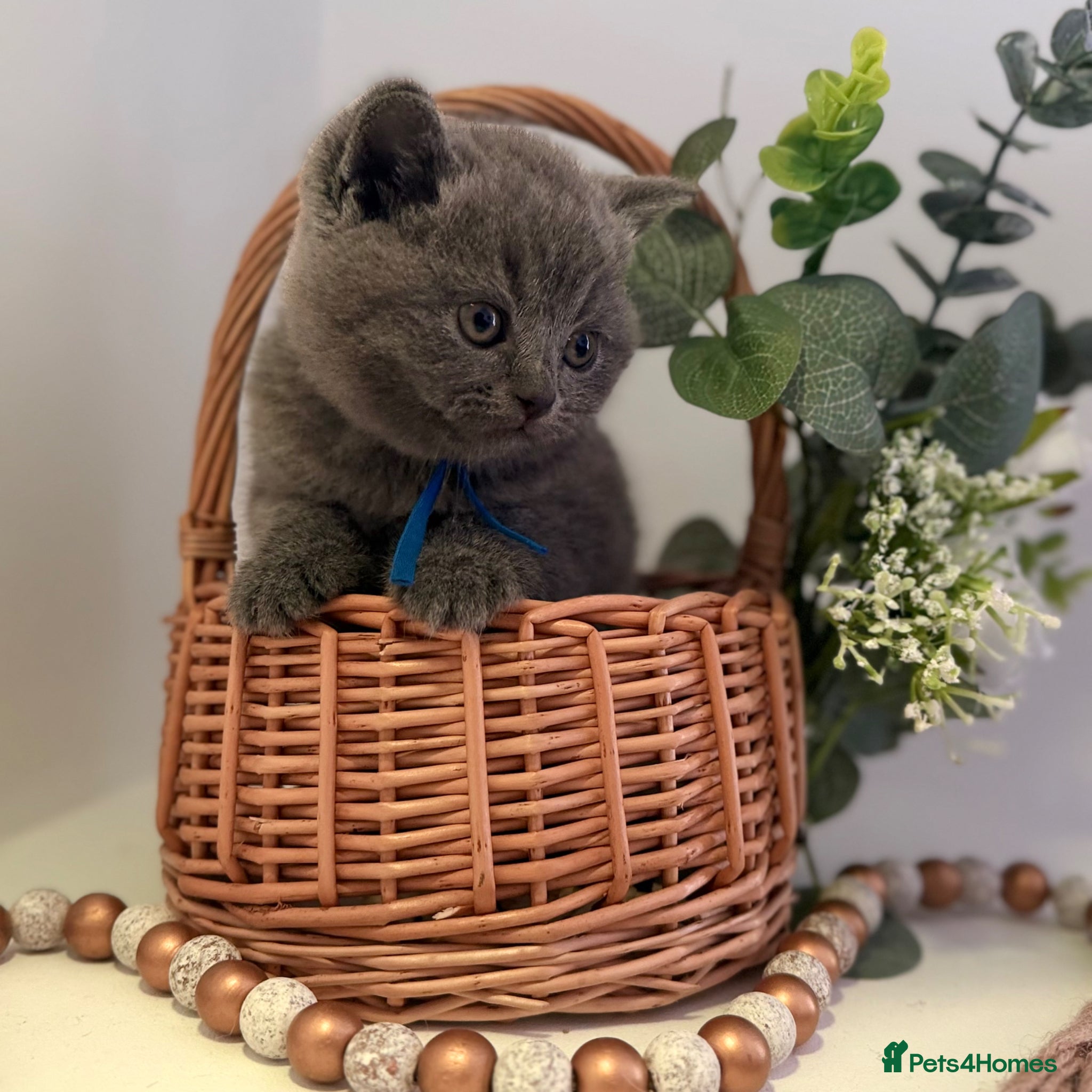 British Shorthair cats GCCF British short hair boy  - Advert 1