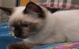 Maine Coon cats for sale: Maine Coon /Ragdoll Cross - Image 12