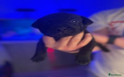 Mixed Breed dogs for sale: Beautiful Labrador cross puppies🐶 - Image 2
