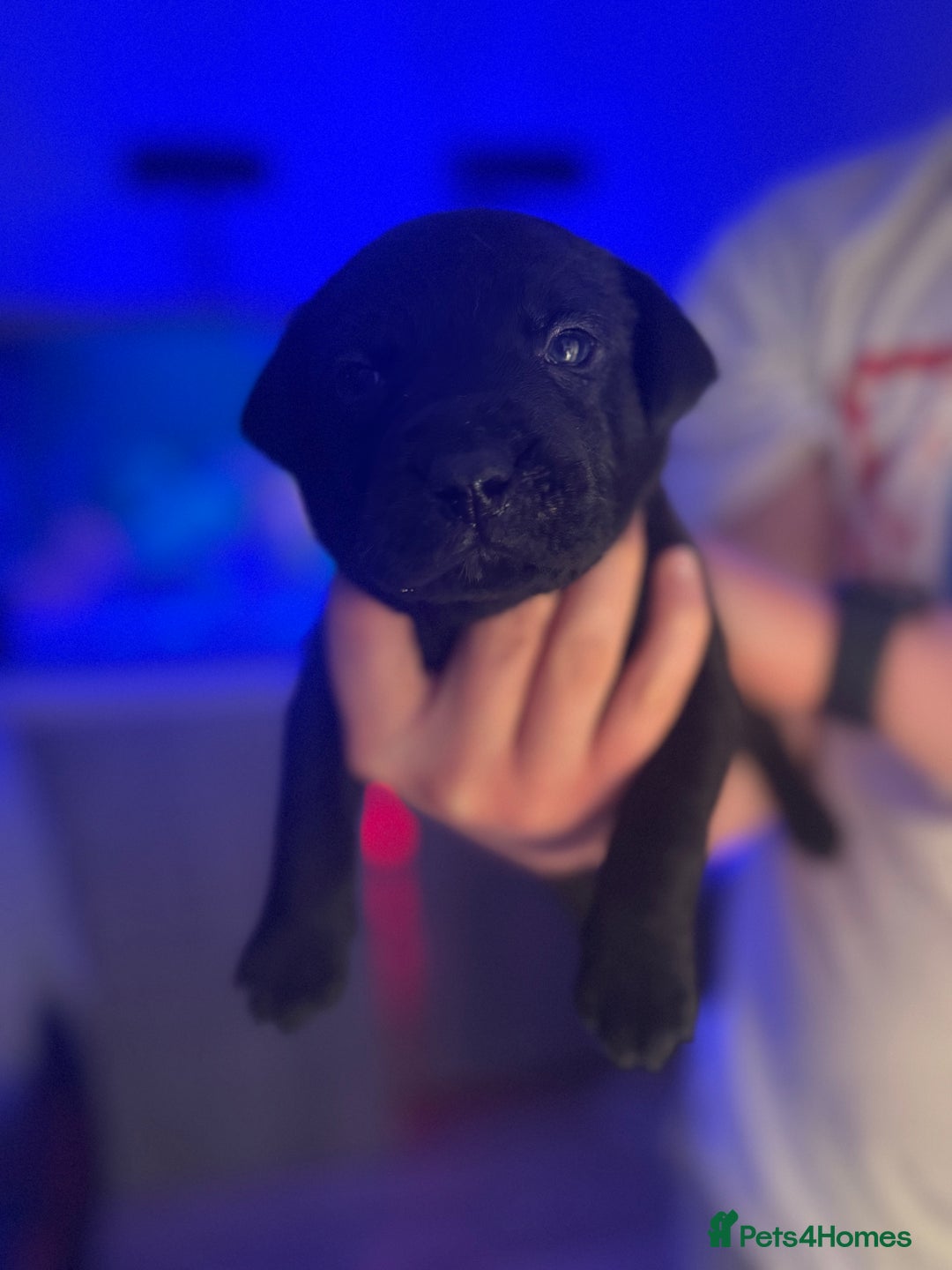 Mixed Breed dogs for sale: Beautiful Labrador cross puppies🐶 - Image 2
