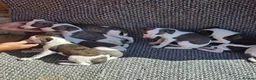 Whippet dogs for sale: Whippet puppies  in Tonbridge - Advert 11