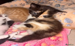 British Shorthair cats for sale: One gorgeous baby girl left  - Image 1