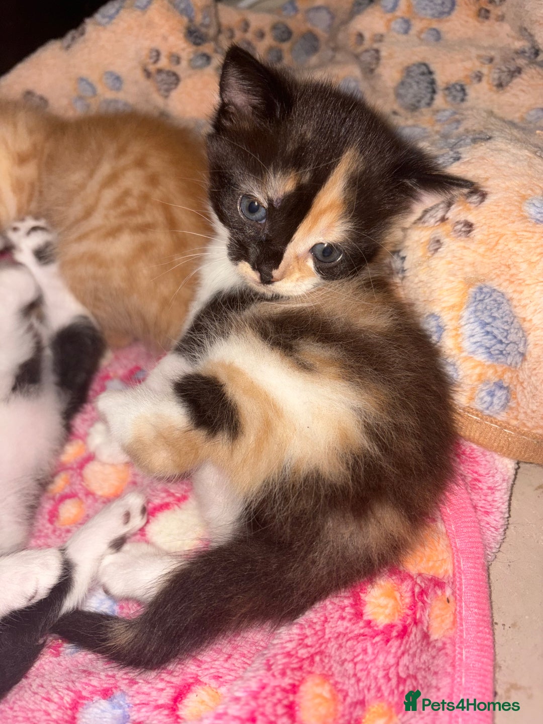 British Shorthair cats for sale: One gorgeous baby girl left  - Image 1