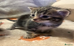 British Shorthair cats for sale: 5 beautiful kittens available from 18th December  - Advert 1