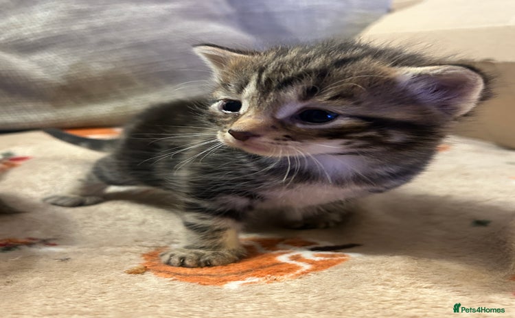 British Shorthair cats 5 beautiful kittens available from 18th December  - Advert 2