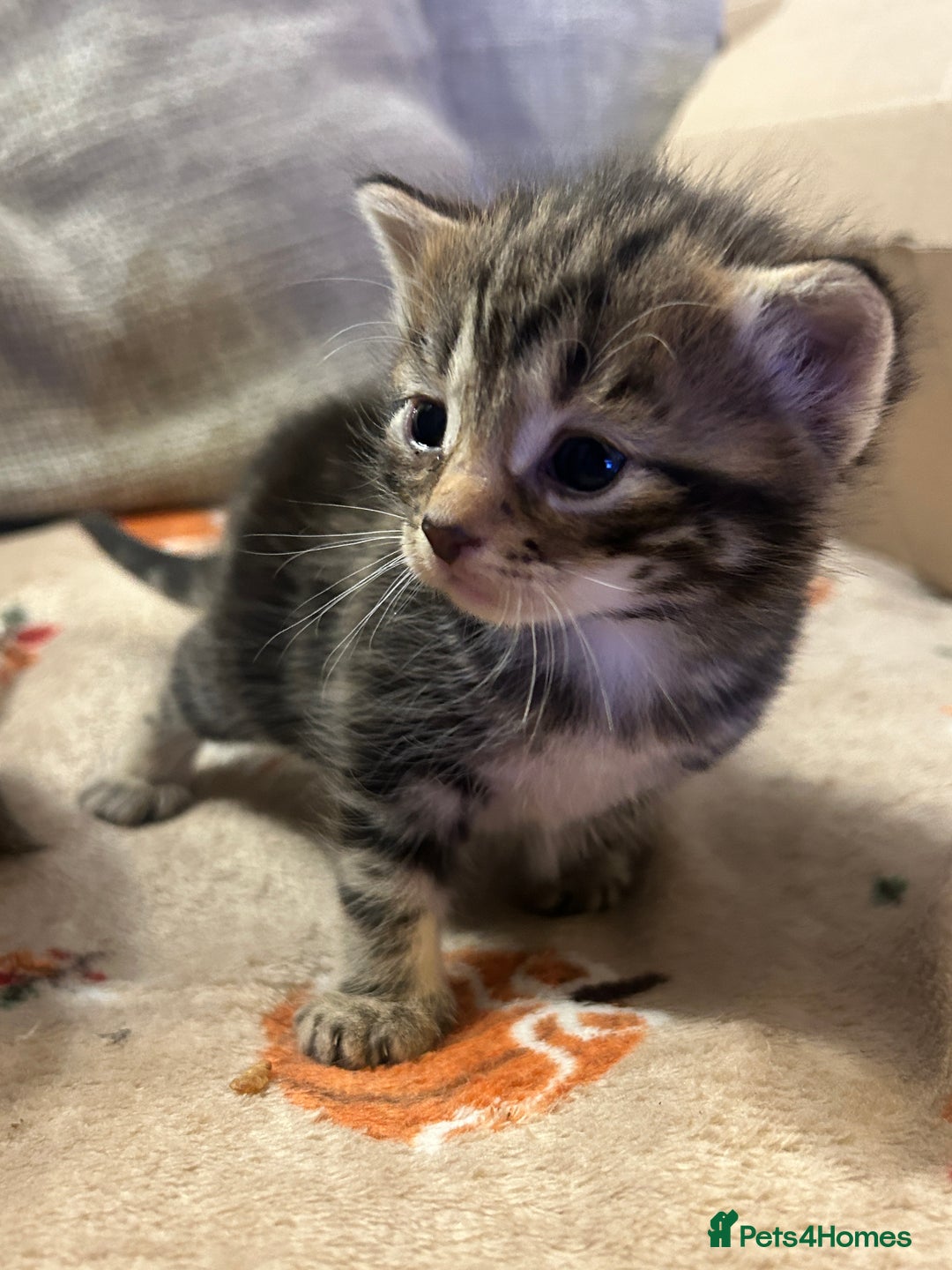 British Shorthair cats for sale: 5 beautiful kittens available from 18th December  - Advert 1