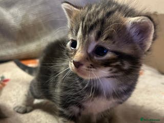 British Shorthair cats for sale: 9 beautiful kittens - Advert 1