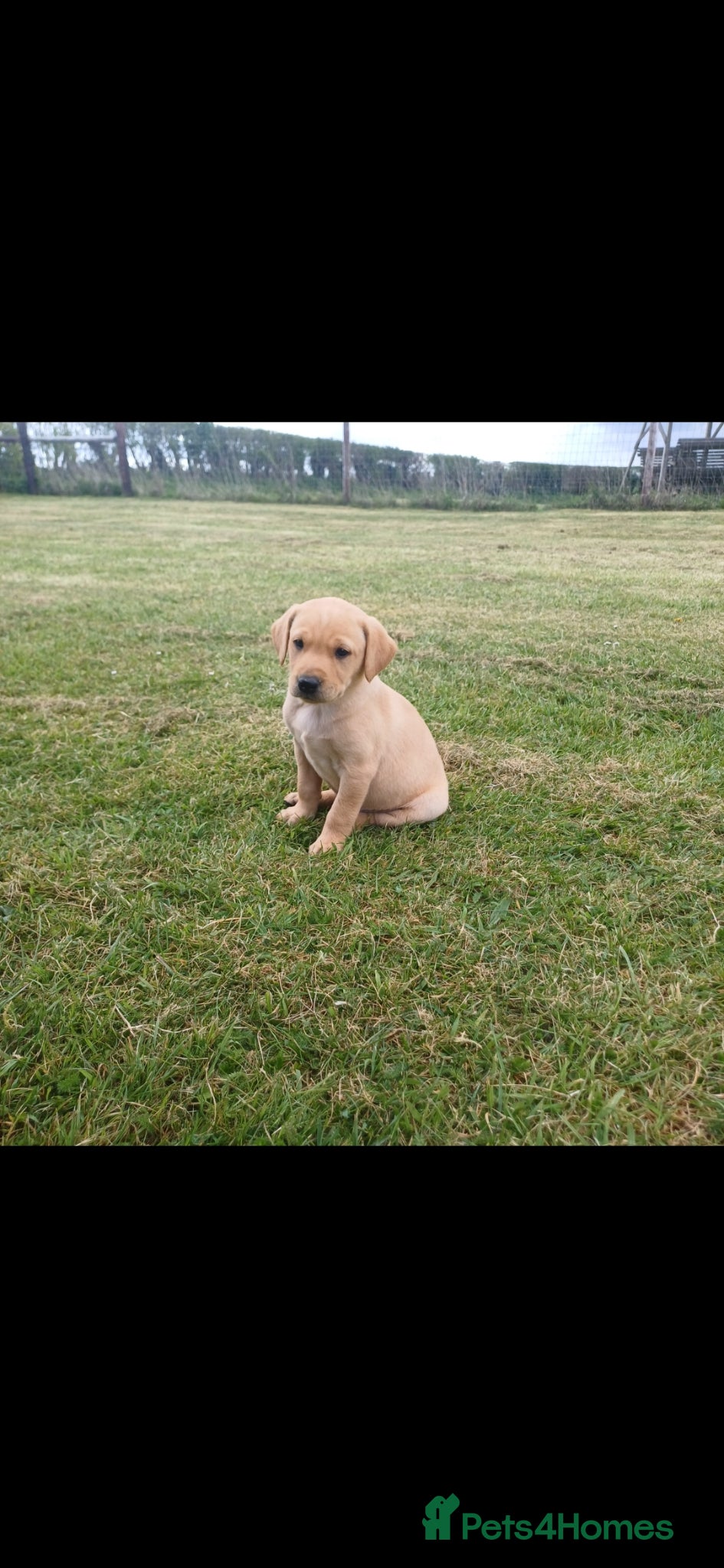 Labrador Retriever dogs KC Registered Labs 1 male, 2 females remaining  - Advert 16