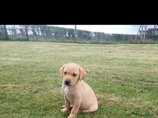 Labrador Retriever dogs KC Registered Labs 1 male, 2 females remaining - Advert 16