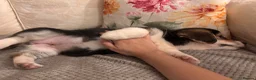 Welsh Corgi Pembroke dogs for sale: KC Registered Pembroke Welsh Corgi Puppies - Advert 12