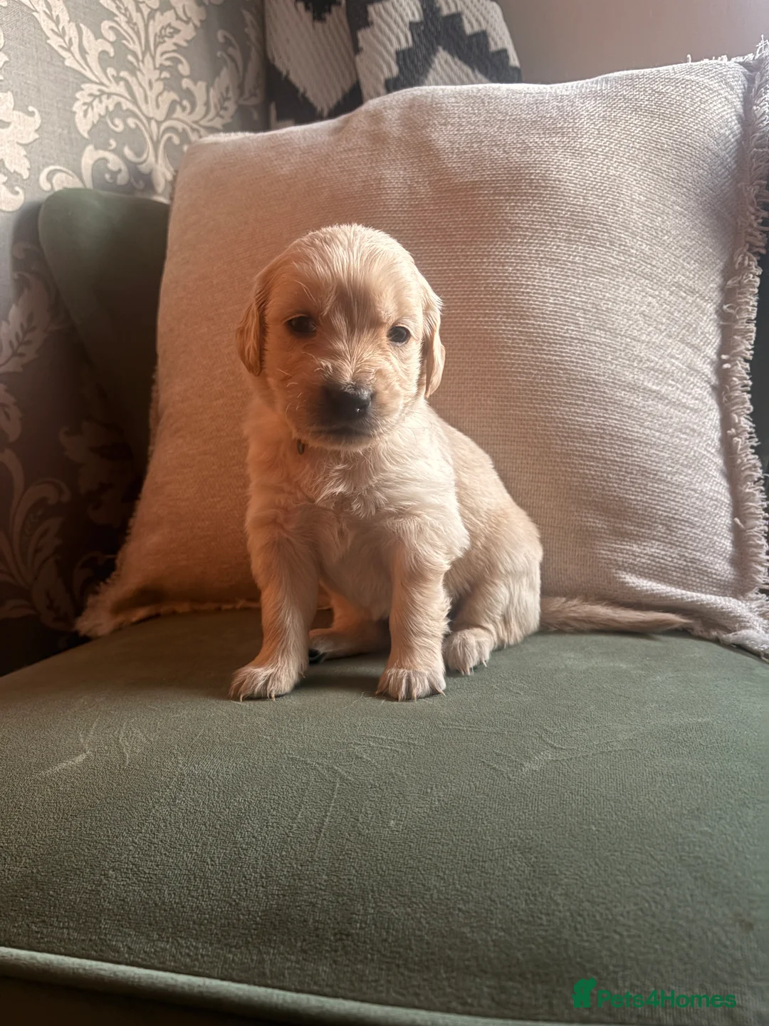 Golden Retriever dogs for sale: KC registered Golden Retrievers  - Advert 12