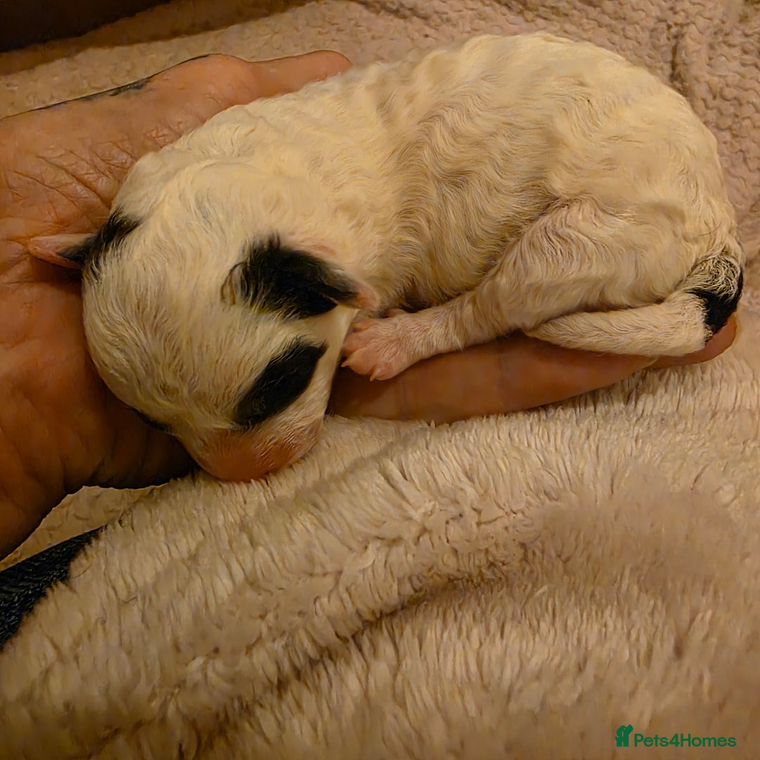 Toy Poodle dogs for sale: KC REG 2 STUNNING TOY POODLES 🐩  - Image 4