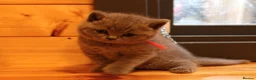 British Shorthair cats for sale: Gorgeous Pure British Shorthair Teddy Bear Kittens - Advert 28