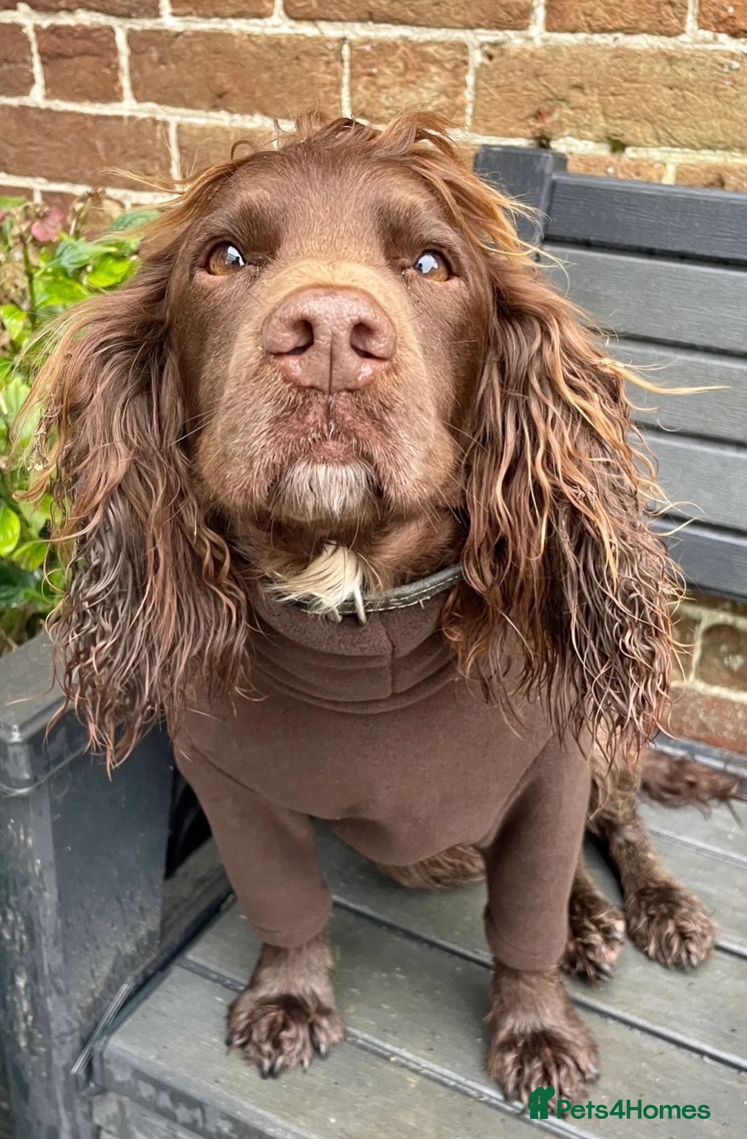 Cocker Spaniel dogs for sale: READY NOW -Vac & Chip - Family Cocker Spaniel Pups - Advert 2