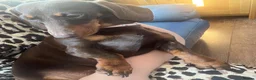 Dachshund dogs for sale: Rosie- brown dachshund  in Reading - Advert 3