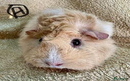 Guinea Pig rodents for sale: Various Gorgeous Guinea Pigs Available - Advert 5