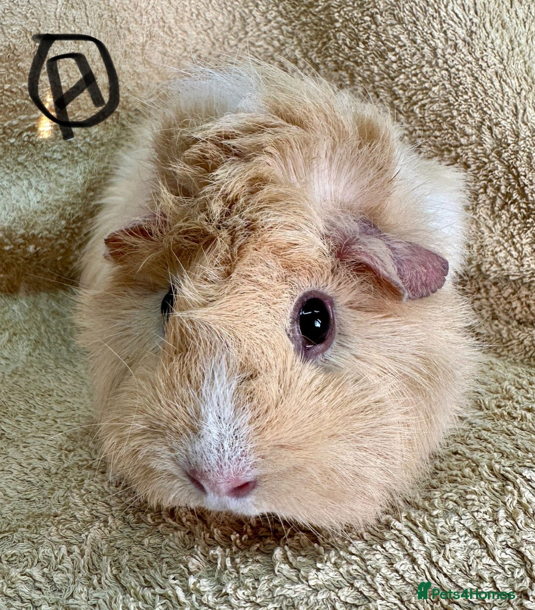 Guinea Pig rodents for sale: Various Gorgeous Guinea Pigs Available - Advert 5