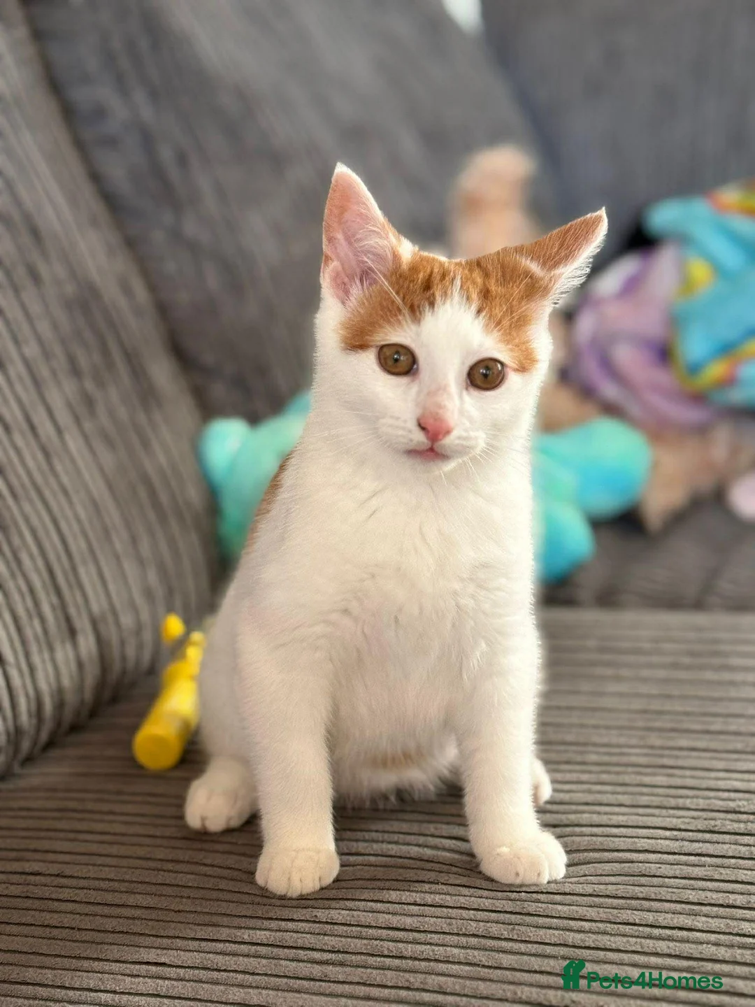 Mixed Breed cats for sale: 4 month old male white and ginger in Dursley - Advert 1
