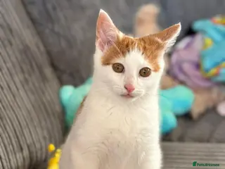 Mixed Breed cats 4 month old male white and ginger in Dursley - Advert 3