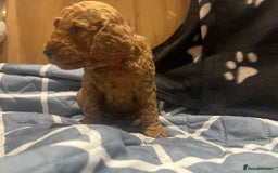 Cockapoo dogs for sale: Ready Monday 2 Cockapoo females  - Advert 31