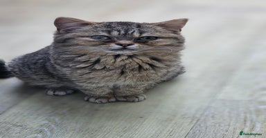 Mixed Breed cats - Advert 10