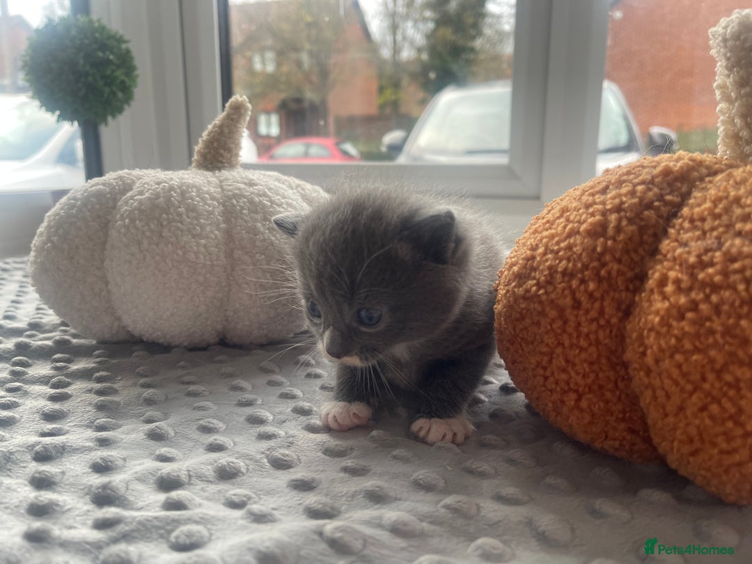 Mixed Breed cats for sale: 4 grey kittens - Advert 9