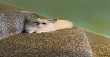 Ragdoll cats - Advert 1