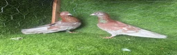 Pigeons birds for sale: Vaccinated Pakistani Pigeons – 20 Pairs - Advert 17