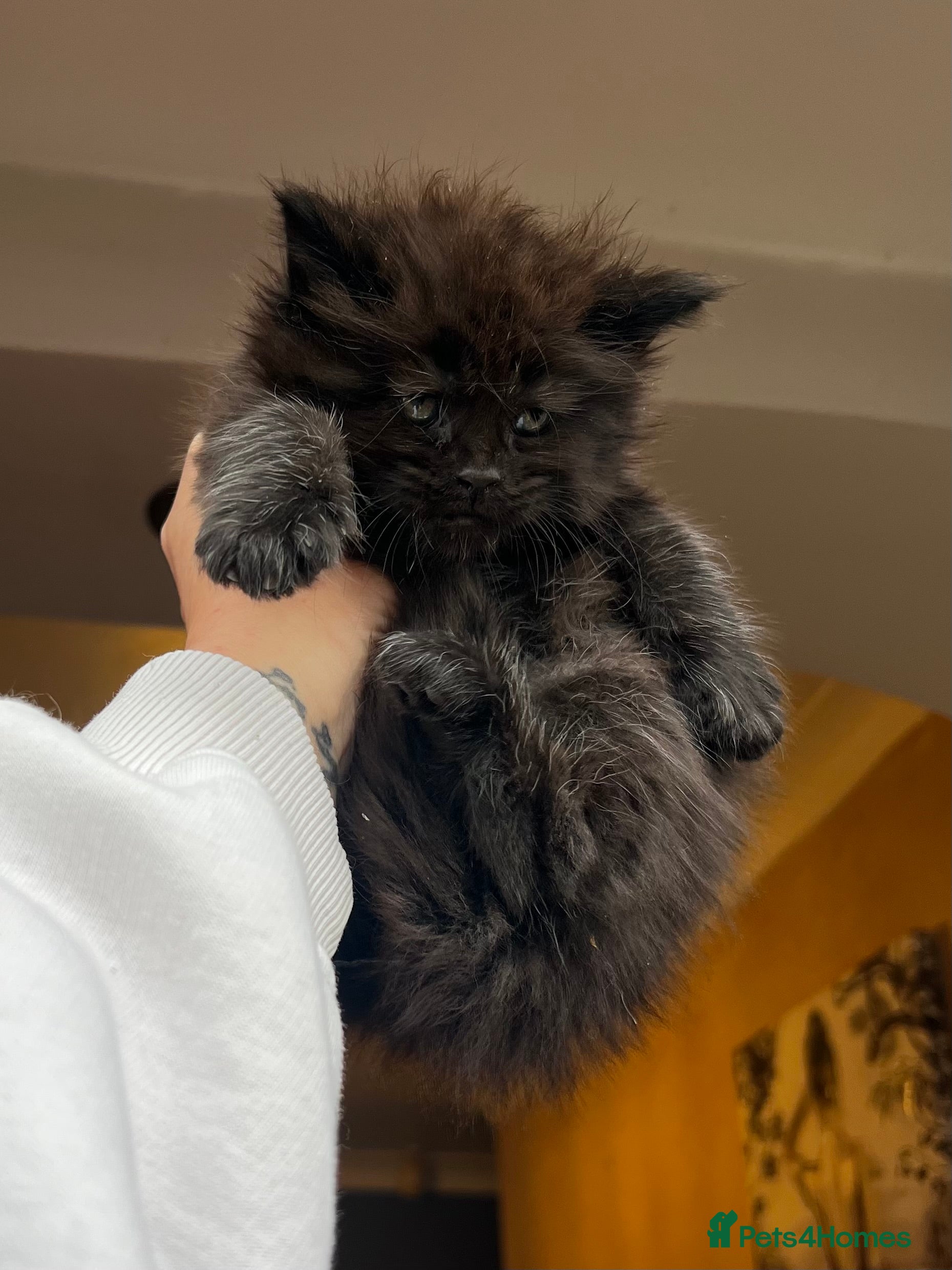 Maine Coon cats Maine coon kittens blue silver smoke rare colours - Advert 1